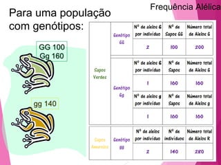 Frequência Alélica Para uma população 
com genótipos: 
 