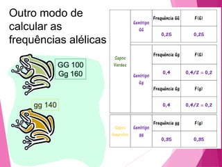 Outro modo de 
calcular as 
frequências alélicas 
 