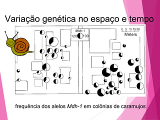 Variação genética no espaço e tempo 
frequência dos alelos Mdh-1 em colônias de caramujos 
 