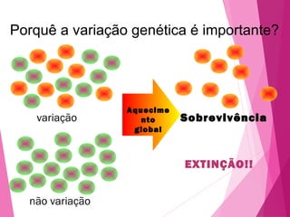Porquê a variação genética é importante? 
variação 
não variação 
EXTINÇÃO!! 
Aquecime 
nto 
global 
Sobrevivência 
 