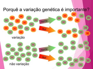 Porquê a variação genética é importante? 
variação 
não variação 
norte 
sul 
norte 
sul 
 