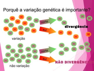 Porquê a variação genética é importante? 
variação 
não variação 
norte 
sul 
norte 
sul 
divergência 
NÃO DIVERGÊNCIA!! 
 