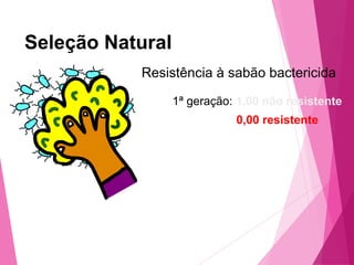 Seleção Natural 
Resistência à sabão bactericida 
1ª geração: 1,00 não resistente 
0,00 resistente 
 