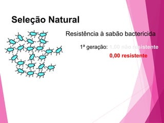 Seleção Natural 
Resistência à sabão bactericida 
1ª geração: 1,00 não resistente 
0,00 resistente 
 