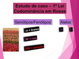 Estudo de caso – 1ª Lei 
Codominância em Rosas 
GGeennóóttiippooss//FFeennóóttiippooss AAlleellooss 
 
