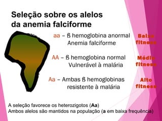 Seleção sobre os alelos 
da anemia falciforme 
aa – ß hemoglobina anormal 
Anemia falciforme 
Baixo 
fitness 
Médio 
fitness 
Alto 
fitness 
AA – ß hemoglobina normal 
Vulnerável à malária 
Aa – Ambas ß hemoglobinas 
resistente à malária 
A seleção favorece os heterozigotos (Aa) 
Ambos alelos são mantidos na população (a em baixa frequência) 
 