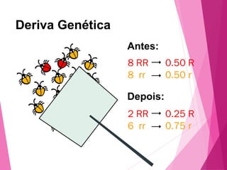 Deriva Genética 
8 RR 
8 rr 
2 RR 
6 rr 
0.50 R 
0.50 r 
0.25 R 
0.75 r 
Antes: 
Depois: 
 