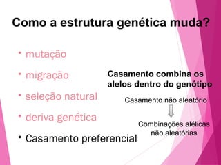 Como a estrutura genética muda? 
• mutação 
• migração 
• seleção natural 
• deriva genética 
• Casamento preferencial 
Casamento combina os 
alelos dentro do genótipo 
Casamento não aleatório 
Combinações alélicas 
não aleatórias 
 