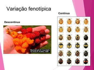 Variação fenotípica 
Contínua 
Descontínua 
 