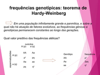 frequências genotípicas: teorema de 
Hardy-Weinberg 
Em uma população infinitamente grande e panmítica, e sobre a 
qual não há atuação de fatores evolutivos, as frequências gênicas e 
genotípicas permanecem constantes ao longo das gerações. 
Qual valor preditivo das frequências alélicas? 
ovócitos 
A (p) a (q) 
A (p) 
AA 
p2 
Aa 
pq 
a (q) 
Aa 
pq 
aa 
q2 
espermatozóides 
Genótipo frequência 
AA p2 
Aa 2pq 
aa q2 
 