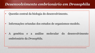 • Questão central da biologia do desenvolvimento.
• Informações oriundas dos estudos de organismos-modelo.
• A genética e a análise molecular do desenvolvimento
embrionário da Drosophila.
Desenvolvimento embrionário em Drosophila
 