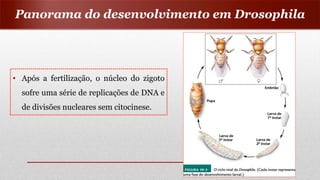• Após a fertilização, o núcleo do zigoto
sofre uma série de replicações de DNA e
de divisões nucleares sem citocinese.
Panorama do desenvolvimento em Drosophila
 