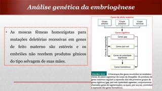 Análise genética da embriogênese
• As moscas fêmeas homozigotas para
mutações deletérias recessivas em genes
de feito materno são estéreis e os
embriões não recebem produtos gênicos
do tipo selvagem de suas mães.
 