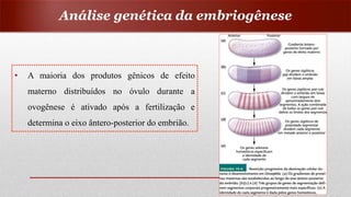 Análise genética da embriogênese
• A maioria dos produtos gênicos de efeito
materno distribuídos no óvulo durante a
ovogênese é ativado após a fertilização e
determina o eixo ântero-posterior do embrião.
 