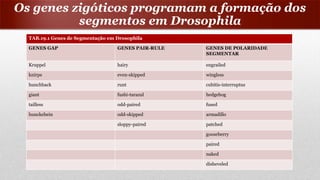 Os genes zigóticos programam a formação dos
segmentos em Drosophila
TAB.19.1 Genes de Segmentação em Drosophila
GENES GAP GENES PAIR-RULE GENES DE POLARIDADE
SEGMENTAR
Kruppel hairy engrailed
knirps even-skipped wingless
hunchback runt cubitis-interruptus
giant fushi-tarazul hedgehog
tailless odd-paired fused
hunckebein odd-skipped armadillo
sloppy-paired patched
gooseberry
paired
naked
disheveled
 
