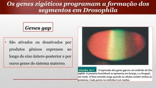 Os genes zigóticos programam a formação dos
segmentos em Drosophila
Genes gap
• São ativados ou desativados por
produtos gênicos expressos ao
longo do eixo ântero-posterior e por
ouros genes do sistema materno.
 