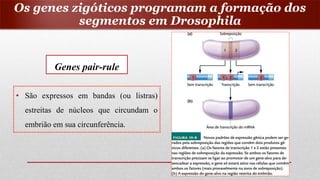 Genes pair-rule
• São expressos em bandas (ou listras)
estreitas de núcleos que circundam o
embrião em sua circunferência.
Os genes zigóticos programam a formação dos
segmentos em Drosophila
 