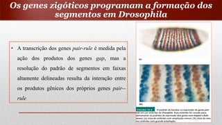 • A transcrição dos genes pair-rule é medida pela
ação dos produtos dos genes gap, mas a
resolução do padrão de segmentos em faixas
altamente delineadas resulta da interação entre
os produtos gênicos dos próprios genes pair--
rule
Os genes zigóticos programam a formação dos
segmentos em Drosophila
 