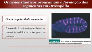 Genes de polaridade segmentar
• A expressão é controlada pelos fatores de
transcrição codificados pelos genes de
pair-rule.
Os genes zigóticos programam a formação dos
segmentos em Drosophila
 