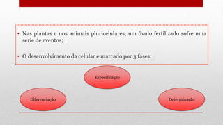 • Nas plantas e nos animais pluricelulares, um óvulo fertilizado sofre uma
serie de eventos;
• O desenvolvimento da celular e marcado por 3 fases:
Especificação
DeterminaçãoDiferenciação
 