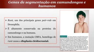  Runt, um dos principais genes pair-rule em
Drosophila.
 É altamente conservada na proteína do
camundongo e na humana.
 Em humanos, a mutação CBFA, homóloga de
runt causa a displasia cleidocranial.
Genes de segmentação em camundongos e
humanos
 