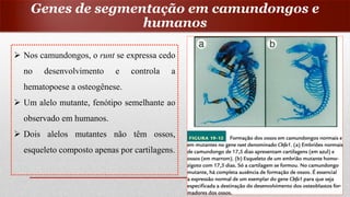 Nos camundongos, o runt se expressa cedo
no desenvolvimento e controla a
hematopoese a osteogênese.
 Um alelo mutante, fenótipo semelhante ao
observado em humanos.
 Dois alelos mutantes não têm ossos,
esqueleto composto apenas por cartilagens.
Genes de segmentação em camundongos e
humanos
 