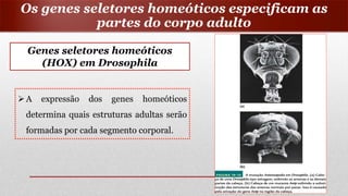 A expressão dos genes homeóticos
determina quais estruturas adultas serão
formadas por cada segmento corporal.
Os genes seletores homeóticos especificam as
partes do corpo adulto
Genes seletores homeóticos
(HOX) em Drosophila
 