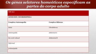Os genes seletores homeóticos especificam as
partes do corpo adulto
Tab 19.2
GENES HOX EM DROSOPHILA
Complexo Antennapedia Complexo Bithorax
labial Ultrabithorax
Antennapedia abdominal A
Sex comb reduced Abidominal B
Deformed
proboscipedia
 