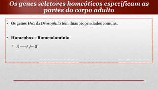 • Os genes Hox da Drosophila tem duas propriedades comuns.
• Homeobox e Homeodomínio
• 3’ / / 5’
Os genes seletores homeóticos especificam as
partes do corpo adulto
 