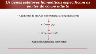 Os genes seletores homeóticos especificam as
partes do corpo adulto
• Gradientes de mRNAs e de proteínas de origem materna
• Genes gap
• Genes pair-rule
• Genes de polaridade segmentar
 