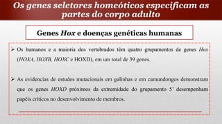 Genes Hox e doenças genéticas humanas
 Os humanos e a maioria dos vertebrados têm quatro grupamentos de genes Hox
(HOXA, HOXB, HOXC e HOXD), em um total de 39 genes.
 As evidencias de estudos mutacionais em galinhas e em camundongos demonstram
que os genes HOXD próximos da extremidade do grupamento 5’ desempenham
papéis críticos no desenvolvimento de membros.
Os genes seletores homeóticos especificam as
partes do corpo adulto
 