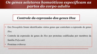 Controle da expressão dos genes Hox
• Em Drosophila foram identificados vários genes que controlam a expressão de genes
Hox.
• Controle da expressão de genes de Hox por proteínas codificadas por membros da
família Polycomb.
• Proteínas trithorax
Os genes seletores homeóticos especificam as
partes do corpo adulto
 