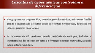 • Nos grupamentos de genes Hox, além dos genes homeóticos, existe uma família
grande e diversificada de outros genes que contêm homeoboxes, difundida em
todos os genomas eucarióticos.
• As mutações de Dll produzem grande variedade de fenótipos, inclusive a
transformação das antenas em patas e a formação de patas encurtadas, às quais
faltam estruturas distais.
Cascatas de ações gênicas controlam a
diferenciação
 