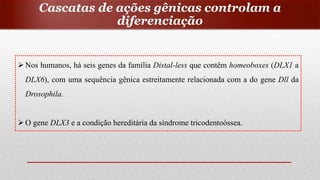 Nos humanos, há seis genes da família Distal-less que contêm homeoboxes (DLX1 a
DLX6), com uma sequência gênica estreitamente relacionada com a do gene Dll da
Drosophila.
O gene DLX3 e a condição hereditária da síndrome tricodentoóssea.
Cascatas de ações gênicas controlam a
diferenciação
 