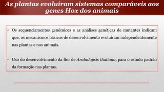 • Os sequenciamentos genômicos e as análises genéticas de mutantes indicam
que, os mecanismos básicos de desenvolvimento evoluíram independentemente
nas plantas e nos animais.
• Uso do desenvolvimento da flor de Arabidopsis thaliana, para o estudo padrão
da formação nas plantas.
As plantas evoluíram sistemas comparáveis aos
genes Hox dos animais
 