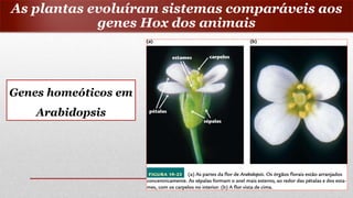 Genes homeóticos em
Arabidopsis
As plantas evoluíram sistemas comparáveis aos
genes Hox dos animais
 