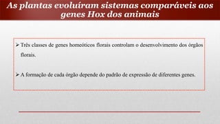 Três classes de genes homeóticos florais controlam o desenvolvimento dos órgãos
florais.
A formação de cada órgão depende do padrão de expressão de diferentes genes.
As plantas evoluíram sistemas comparáveis aos
genes Hox dos animais
 