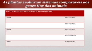 TABELA 19.3 GENES SELETORES HOMEÓTICOS EM ARABIDOPSIS
Classe A APETALA (AP1)
APETALA (AP2)
Classe B APETALA (AP3)
PISTILLATA (P1)
Classe C AGAMOUS (AG)
As plantas evoluíram sistemas comparáveis aos
genes Hox dos animais
 