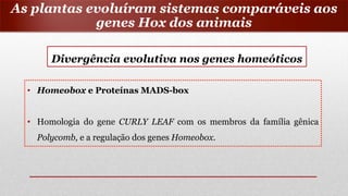Divergência evolutiva nos genes homeóticos
• Homeobox e Proteínas MADS-box
• Homologia do gene CURLY LEAF com os membros da família gênica
Polycomb, e a regulação dos genes Homeobox.
As plantas evoluíram sistemas comparáveis aos
genes Hox dos animais
 