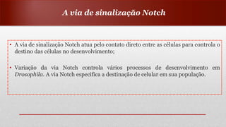 • A via de sinalização Notch atua pelo contato direto entre as células para controla o
destino das células no desenvolvimento;
• Variação da via Notch controla vários processos de desenvolvimento em
Drosophila. A via Notch especifica a destinação de celular em sua população.
A via de sinalização Notch
 