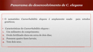 • O nematódeo Caenorhabditis elegans é amplamente usado para estudos
genéticos;
• Características do Caenorhabditis elegans :
1. Um milímetro de comprimento;
2. Ovulo fertilizado dura em cerca de dois dias;
3. Possuem quatro fazes larvais;
4. Tem dois sexo.
Panorama do desenvolvimento de C. elegans
 