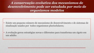 A conservação evolutiva dos mecanismos de
desenvolvimento pode ser estudada por meio de
organismos modelos
• Existe um pequeno número de mecanismo de desenvolvimento e de sistemas de
sinalização usados por todos organismos pluricelulares;
• A evolução gerou estratégias novas e diferentes para transforma um zigoto em
um adulto.
 