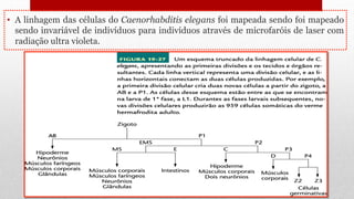 • A linhagem das células do Caenorhabditis elegans foi mapeada sendo foi mapeado
sendo invariável de indivíduos para indivíduos através de microfaróis de laser com
radiação ultra violeta.
 