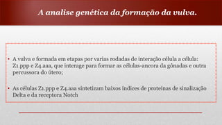 • A vulva e formada em etapas por varias rodadas de interação célula a célula:
Z1.ppp e Z4.aaa, que interage para formar as células-ancora da gônadas e outra
percussora do útero;
• As células Z1.ppp e Z4.aaa sintetizam baixos índices de proteínas de sinalização
Delta e da receptora Notch
A analise genética da formação da vulva.
 