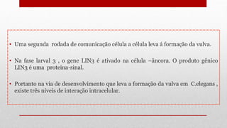 • Uma segunda rodada de comunicação célula a célula leva á formação da vulva.
• Na fase larval 3 , o gene LIN3 é ativado na célula –âncora. O produto gênico
LIN3 é uma proteína-sinal.
• Portanto na via de desenvolvimento que leva a formação da vulva em C.elegans ,
existe três níveis de interação intracelular.
 