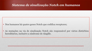 • Nos humanos há quatro genes Notch que codifica receptores;
• As mutações na via de sinalização Notch são responsável por vários distúrbios
hereditários, inclusive a síndrome de Alagílle.
Sistema de sinalização Notch em humanos
 