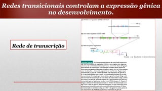 Rede de transcrição
Redes transicionais controlam a expressão gênica
no desenvolvimento.
 