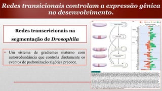 Redes transcricionais na
segmentação de Drosophila
• Um sistema de gradientes materno com
autorredundância que controla diretamente os
eventos de padronização zigótica precoce.
Redes transicionais controlam a expressão gênica
no desenvolvimento.
 
