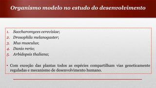 Organismo modelo no estudo do desenvolvimento
1. Saccharomyces cerevisiae;
2. Drosophila melanogaster;
3. Mus musculus;
4. Danio rerio;
5. Arbidopsis thaliana;
• Com exceção das plantas todos as espécies compartilham vias geneticamente
reguladas e mecanismo de desenvolvimento humano.
 