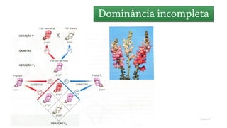 Genética (dominância incompleta)